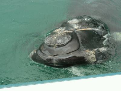 Excurtion baleines 2
