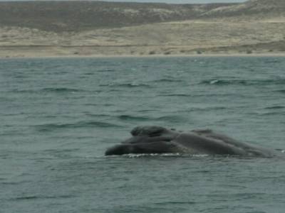 Excurtion baleines 3