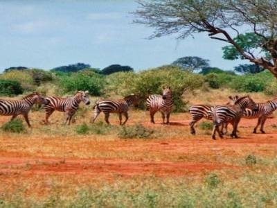 Maasai Mara National reserve - Kenya