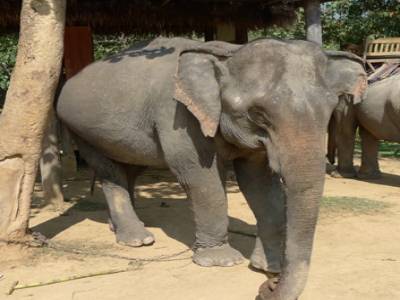 Elephant Village
