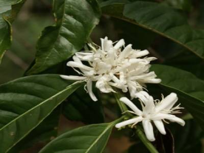 L'odorante fleur de caféier