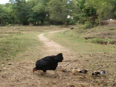 Une poule sur un... chemin