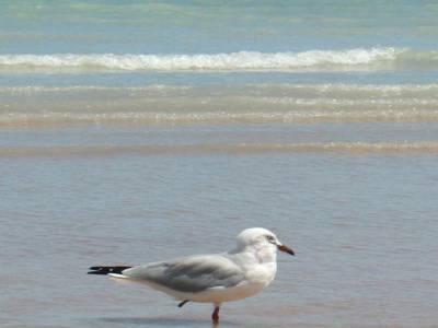 Mouette à 1 patte