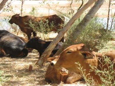 Pause dej au milieu des vaches
