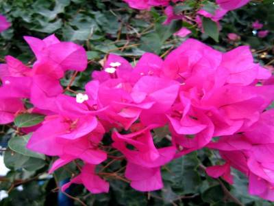 Fleurs!