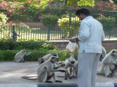 Parc de Mandore - A table les singes !   