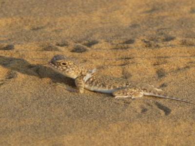 Ya pas de lezard...