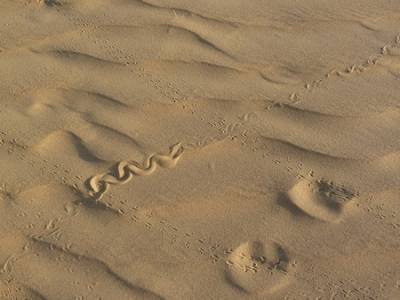 Traces d'une nuit dans le desert