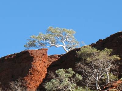 Gum tree en haut des gorges