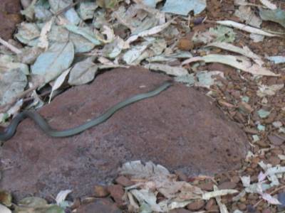 Un habitant très fréquent des gorges :)