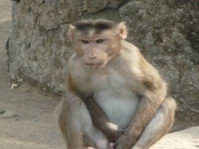 l'Ile d'Elephanta