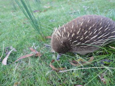 Petit echidné