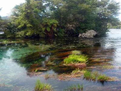 The Pupu springs