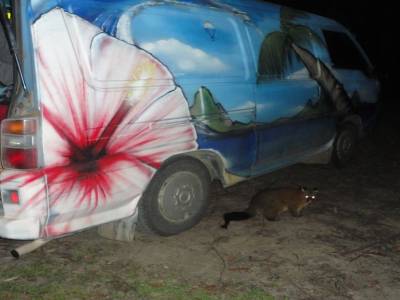 Les oppossums du camping