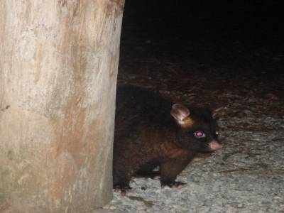 Oppossum