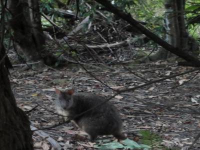 Wallaby