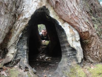 Nico dans les "Big Trees" du Mt Field