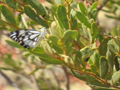 Butterfly au Mt Bruce