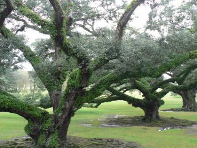 Oak Alley Plantation