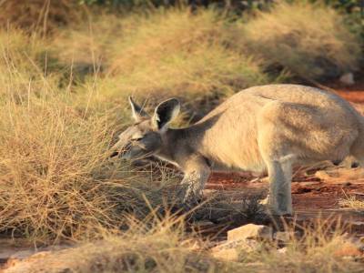 Kangaroo