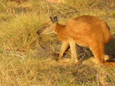 Kangaroo