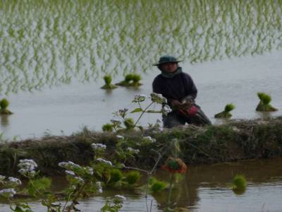 Plantation du riz
