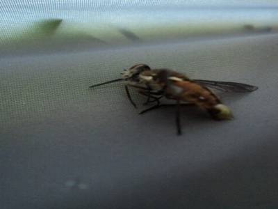 Mouche