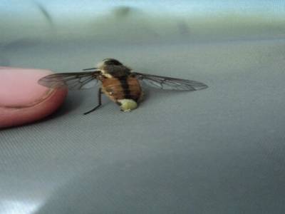 Taille mouche