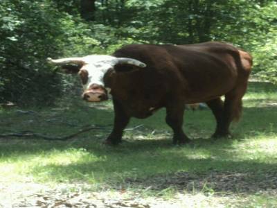 Vache