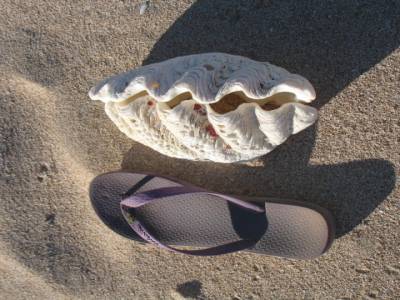 Coquillage a trouvé chaussure à son pied :)