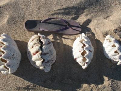Défilé de coquilles