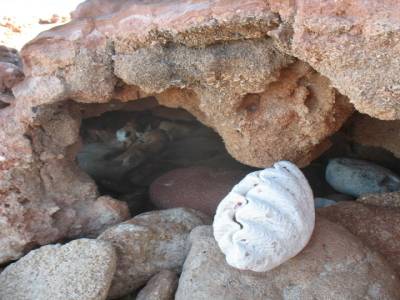 Coquillage escalade les rochers