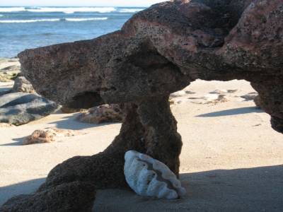 Coquillage se repose à l'ombre