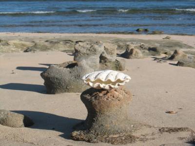 Coquillage au soleil