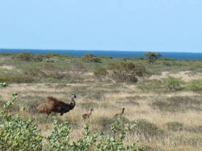 Emus !!!!