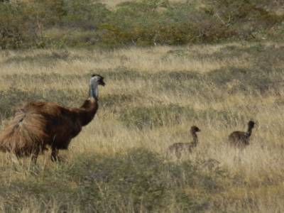 Emus!