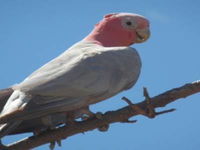Parot