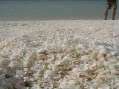 Shell beach