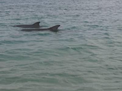 Dauphins de Monkey Mia
