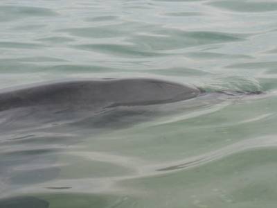 Dauphins de Monkey Mia