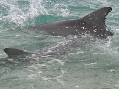 Dauphins de Monkey Mia