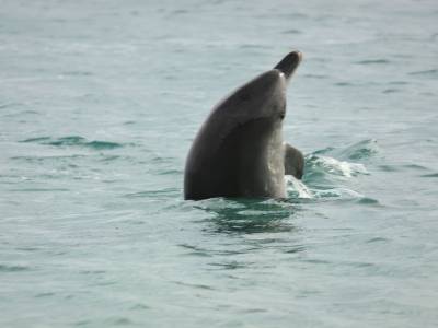 Dauphins de Monkey Mia