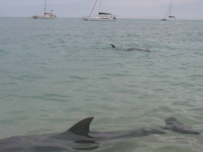 Dauphins de Monkey Mia