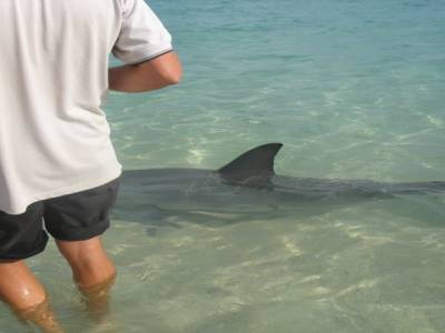 Dauphins de Monkey Mia