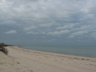 F.P N.P.: Herald bight.