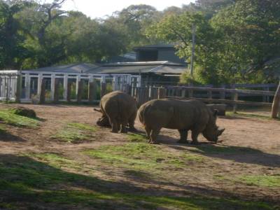 Zoo de Perth, le 7/10/2011.
