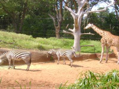 Zoo de Perth, le 7/10/2011.