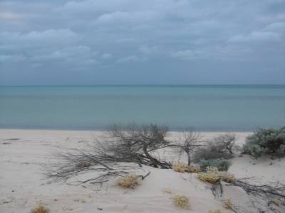 F. Peron NP: Herald bight: le soir