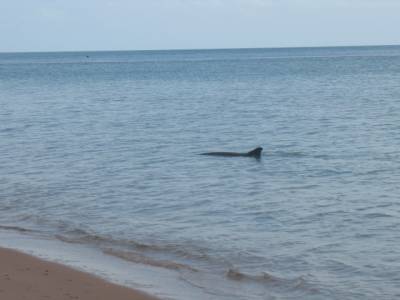 Bottle bay : dauphin !!!!!