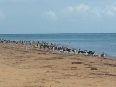 Bottle bay: colonie d'oiseaux... ça sent pas très bon :(